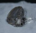 Large Inch New York Calymene Trilobite #2143-1